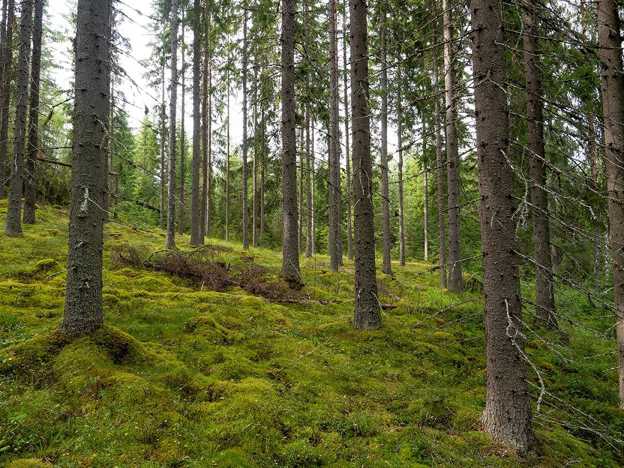 Kapakkasuo, Korpela, Sikolampi (määräala) ja Ahola (määräala) 3