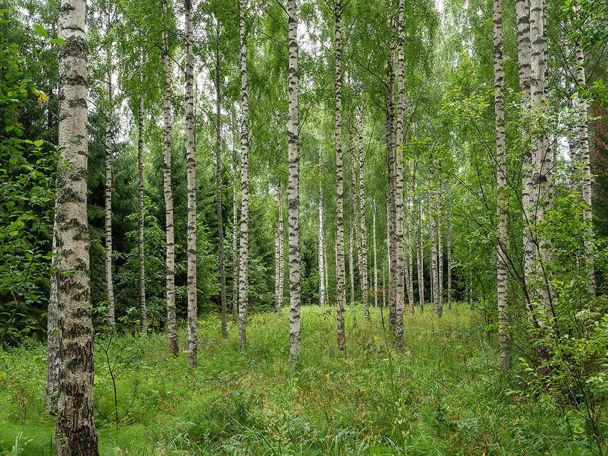 Omslagsbild för objektet Kapakkasuo, Korpela, Sikolampi (määräala) ja Ahola (määräala)