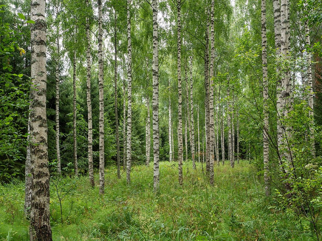 Kansikuva kohteelle Kapakkasuo, Korpela, Sikolampi (määräala) ja Ahola (määräala)