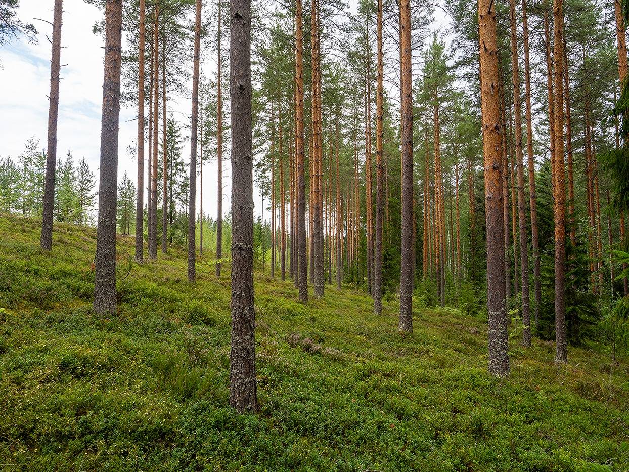 Kapakkasuo, Korpela, Sikolampi (määräala) ja Ahola (määräala) 7