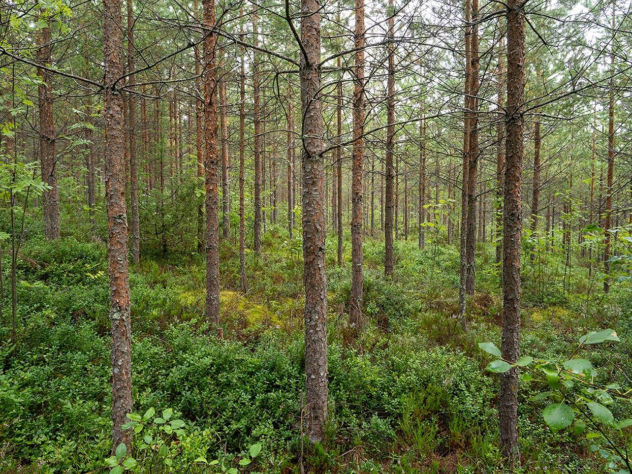 Kapakkasuo, Korpela, Sikolampi (määräala) ja Ahola (määräala) 9