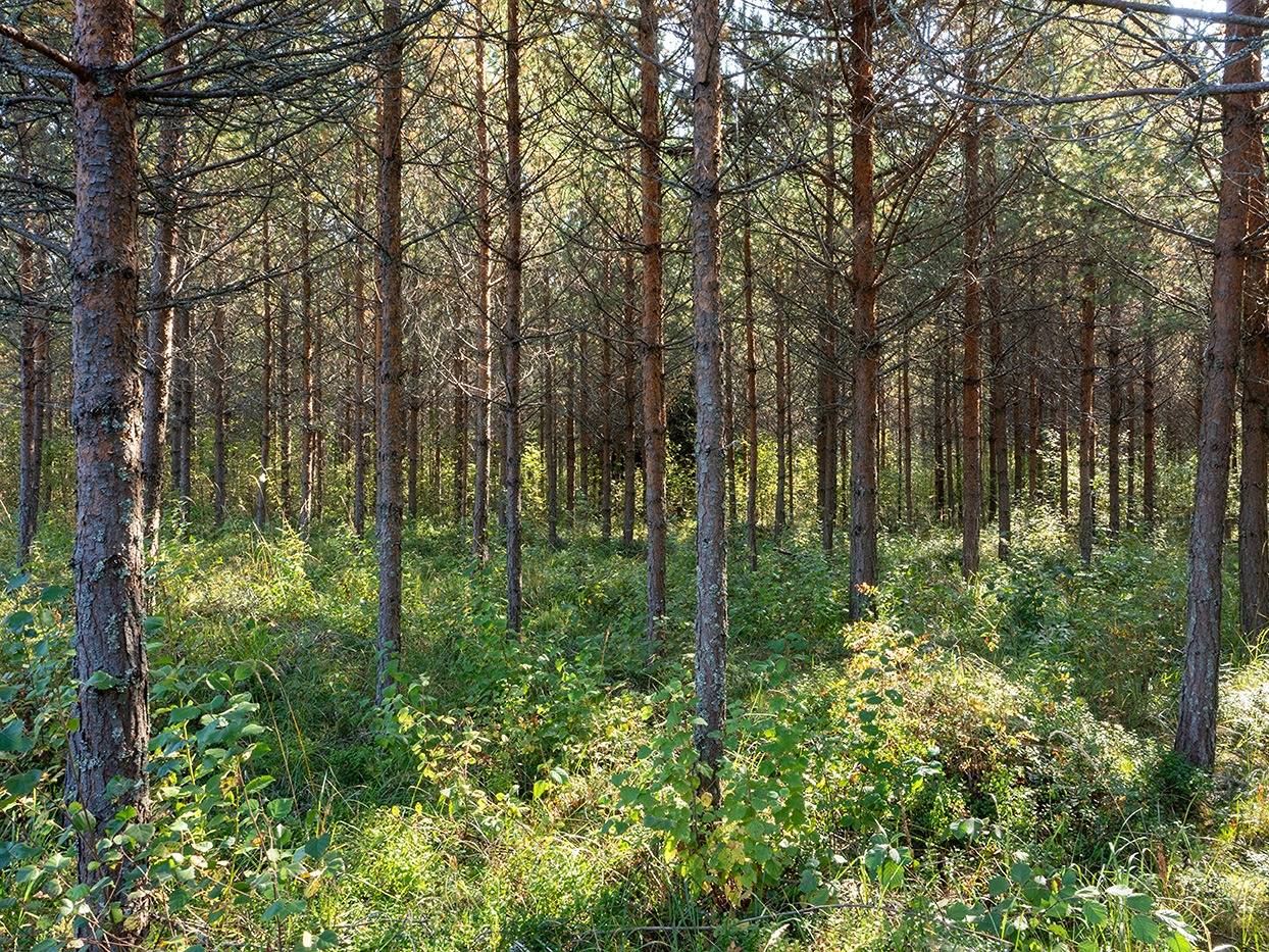 Kapakkasuo, Korpela, Sikolampi (määräala) ja Ahola (määräala) 11