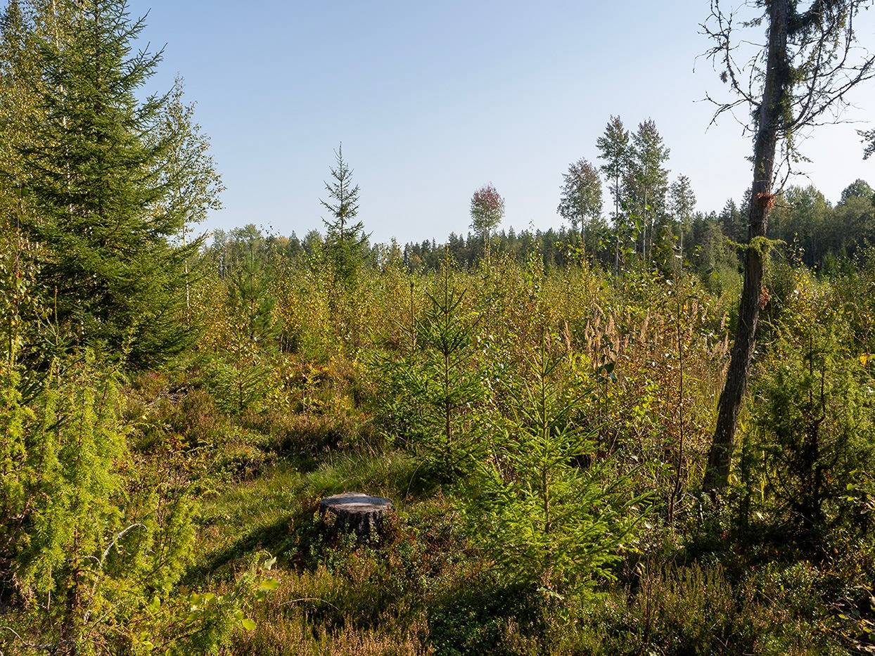 Kapakkasuo, Korpela, Sikolampi (määräala) ja Ahola (määräala) 12