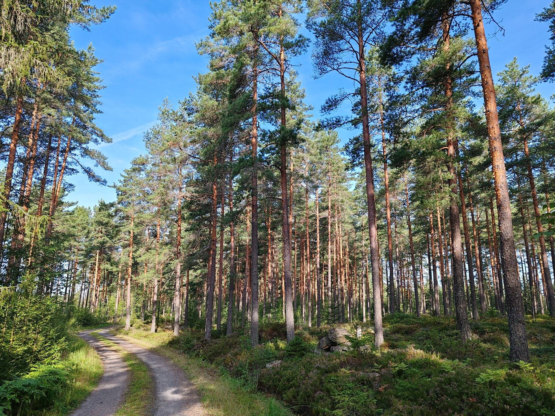 Cover photo for the object Metsämääräala tilasta Väinölä 1:119, Raasepori, Kelkkala