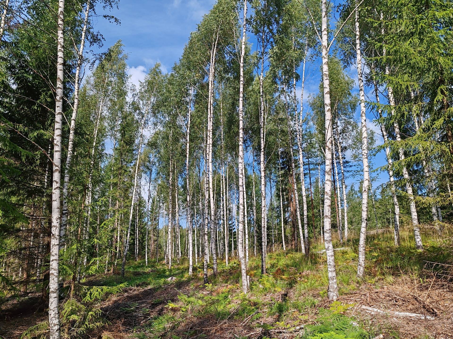 Metsämääräala tilasta Väinölä 1:119, Raasepori, Kelkkala 18