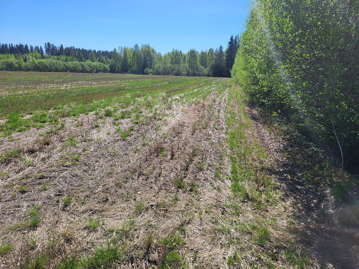 Omslagsbild för objektet Metsä- ja peltomääräala Rantala 9:36