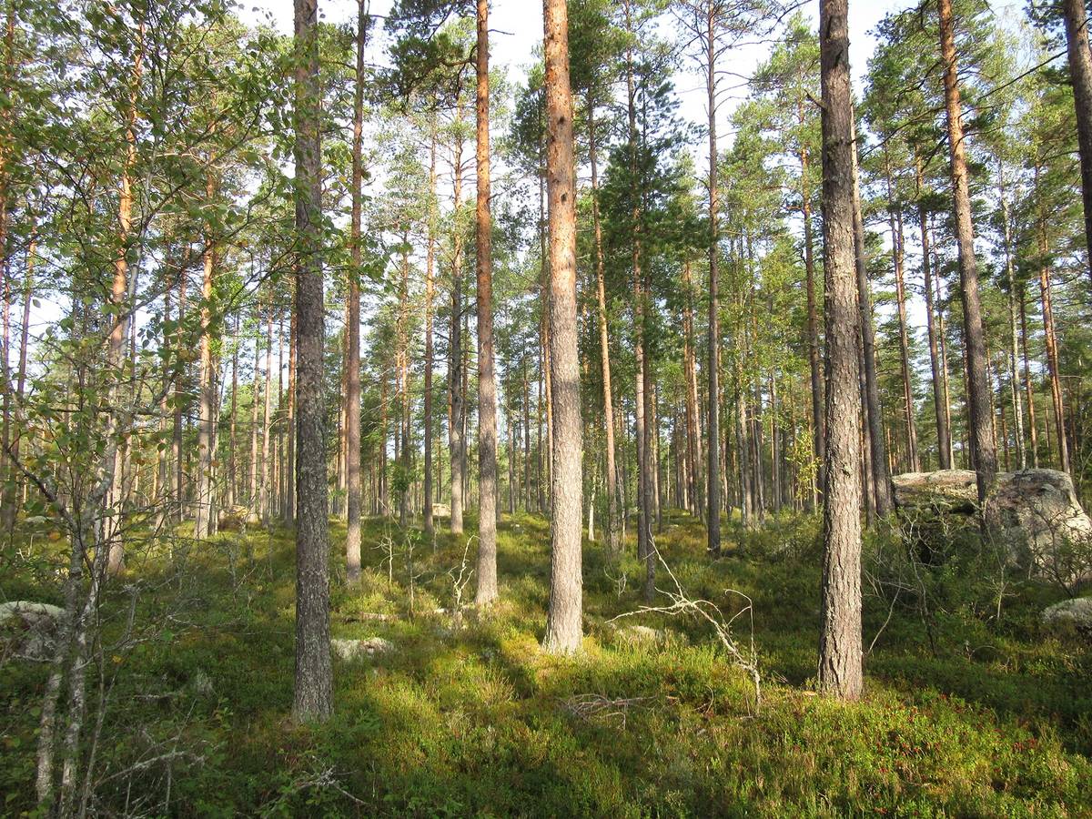 Omslagsbild för objektet Metsätila Kankaapään Honkajoella, Marjasaari