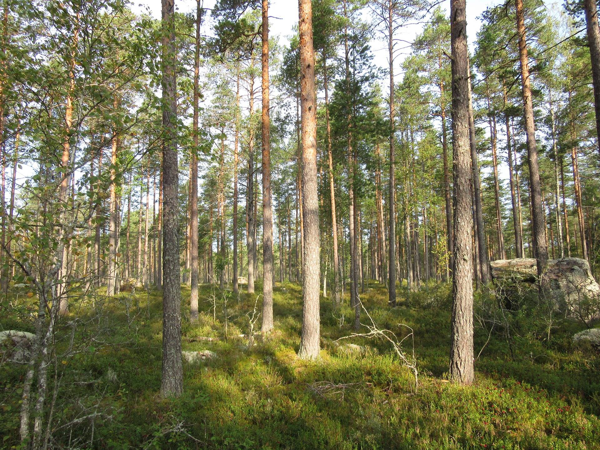 Cover photo for the object Metsätila Kankaapään Honkajoella, Marjasaari