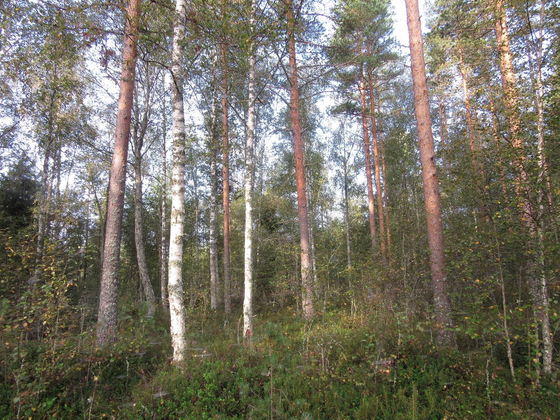 Metsätila Kankaapään Honkajoella, Marjasaari 2