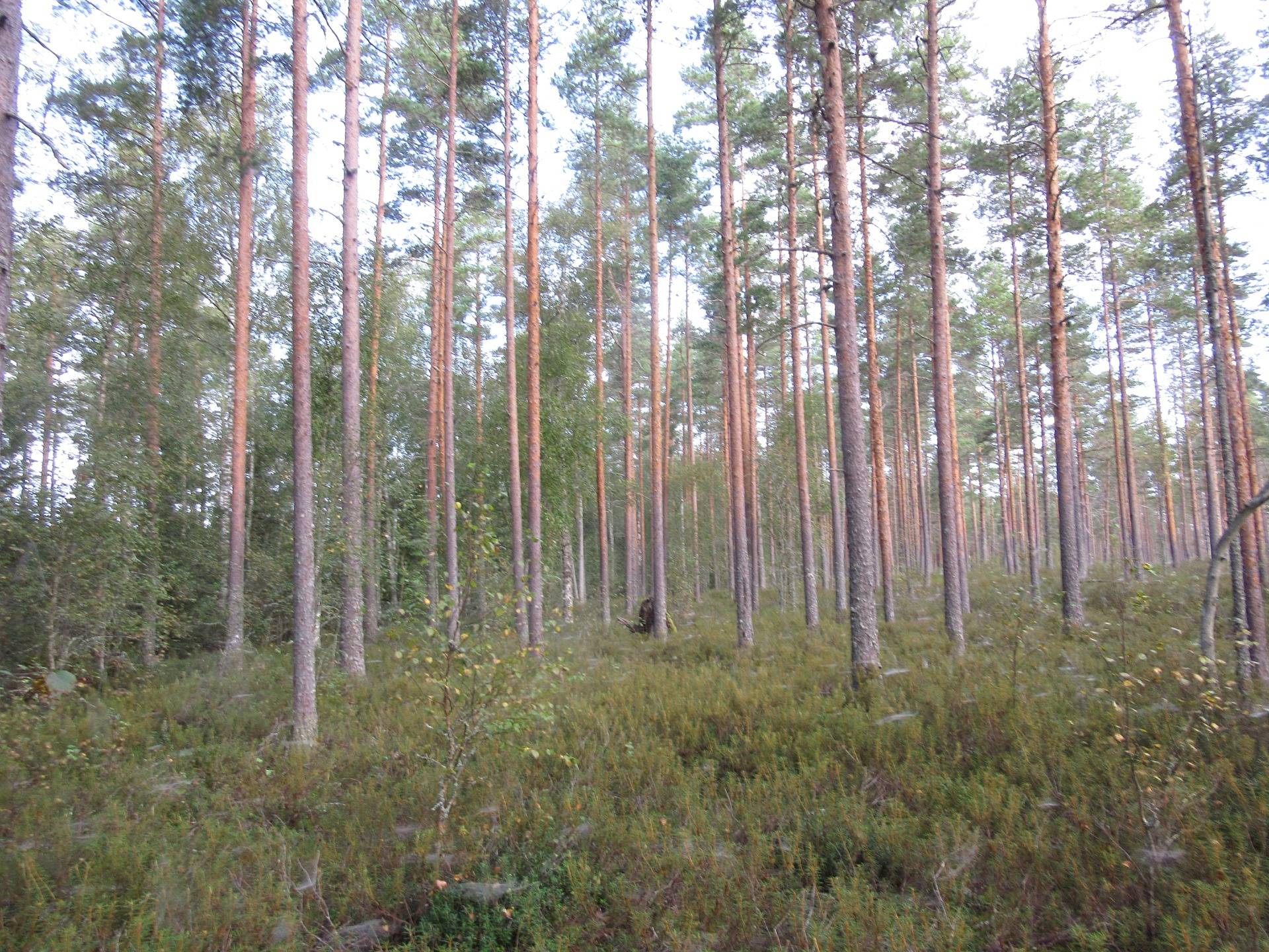 Metsätila Kankaapään Honkajoella, Marjasaari 3