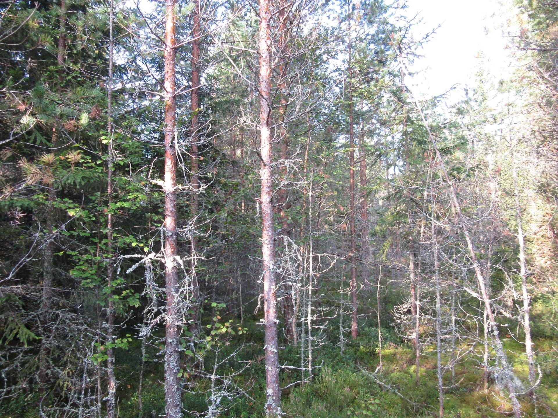 Metsätila Kankaapään Honkajoella, Marjasaari 4