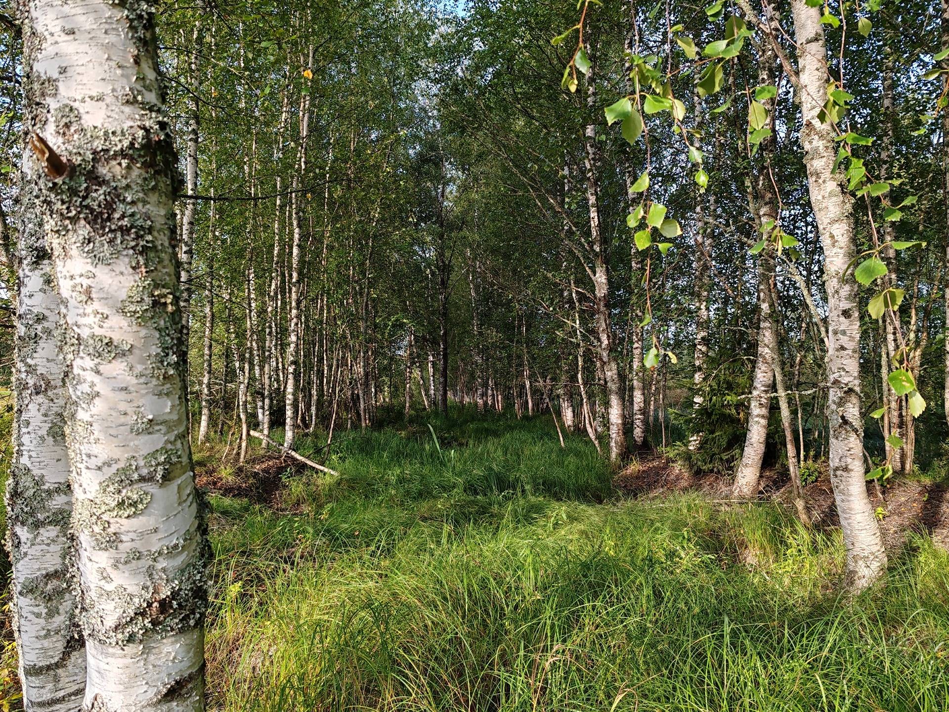 Määräala metsää ja peltoa tilasta Väinölä 1:119, Raasepori, Kelkkala 7