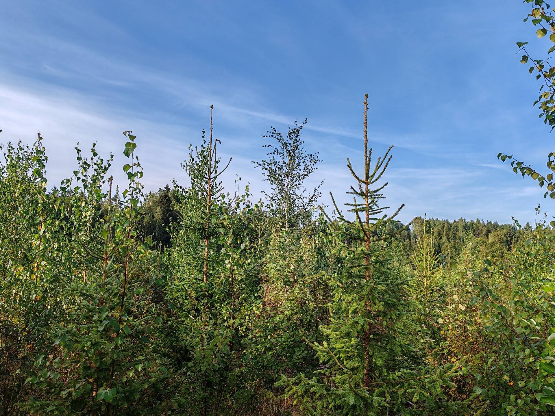 Määräala metsää ja peltoa tilasta Väinölä 1:119, Raasepori, Kelkkala 10