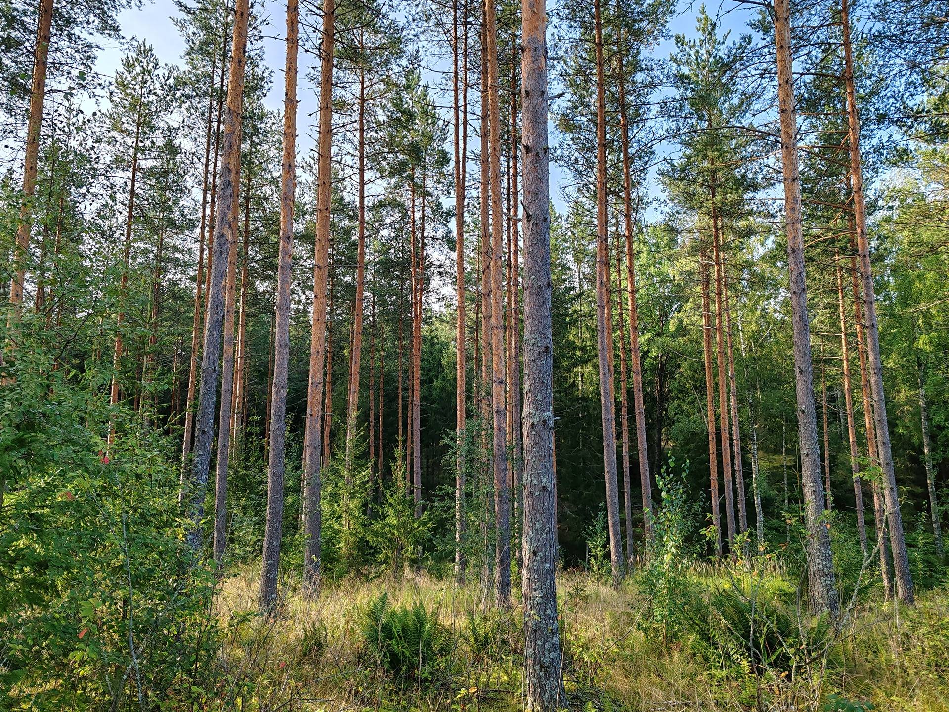 Määräala metsää ja peltoa tilasta Väinölä 1:119, Raasepori, Kelkkala 11