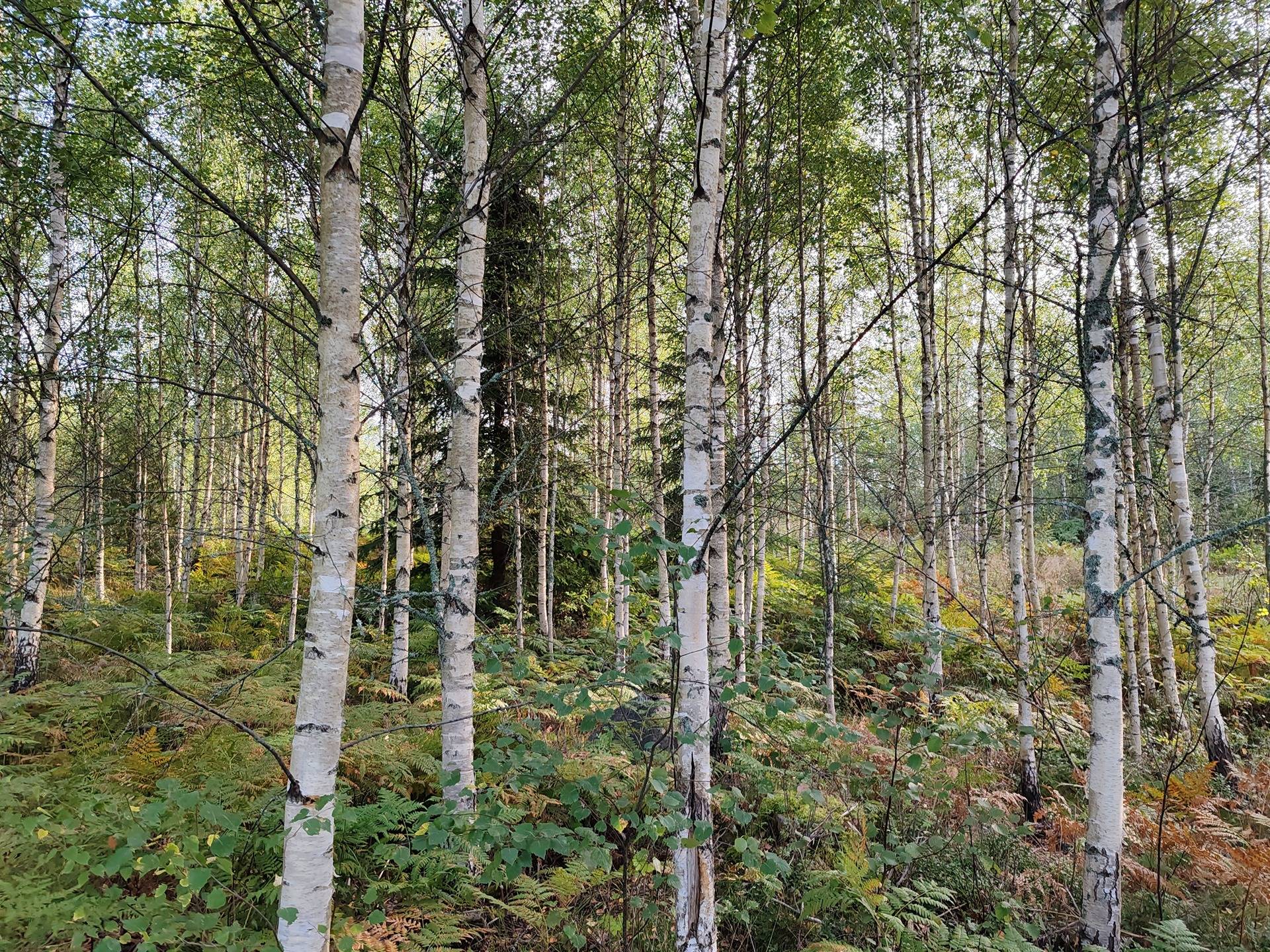 Määräala metsää ja peltoa tilasta Väinölä 1:119, Raasepori, Kelkkala 13