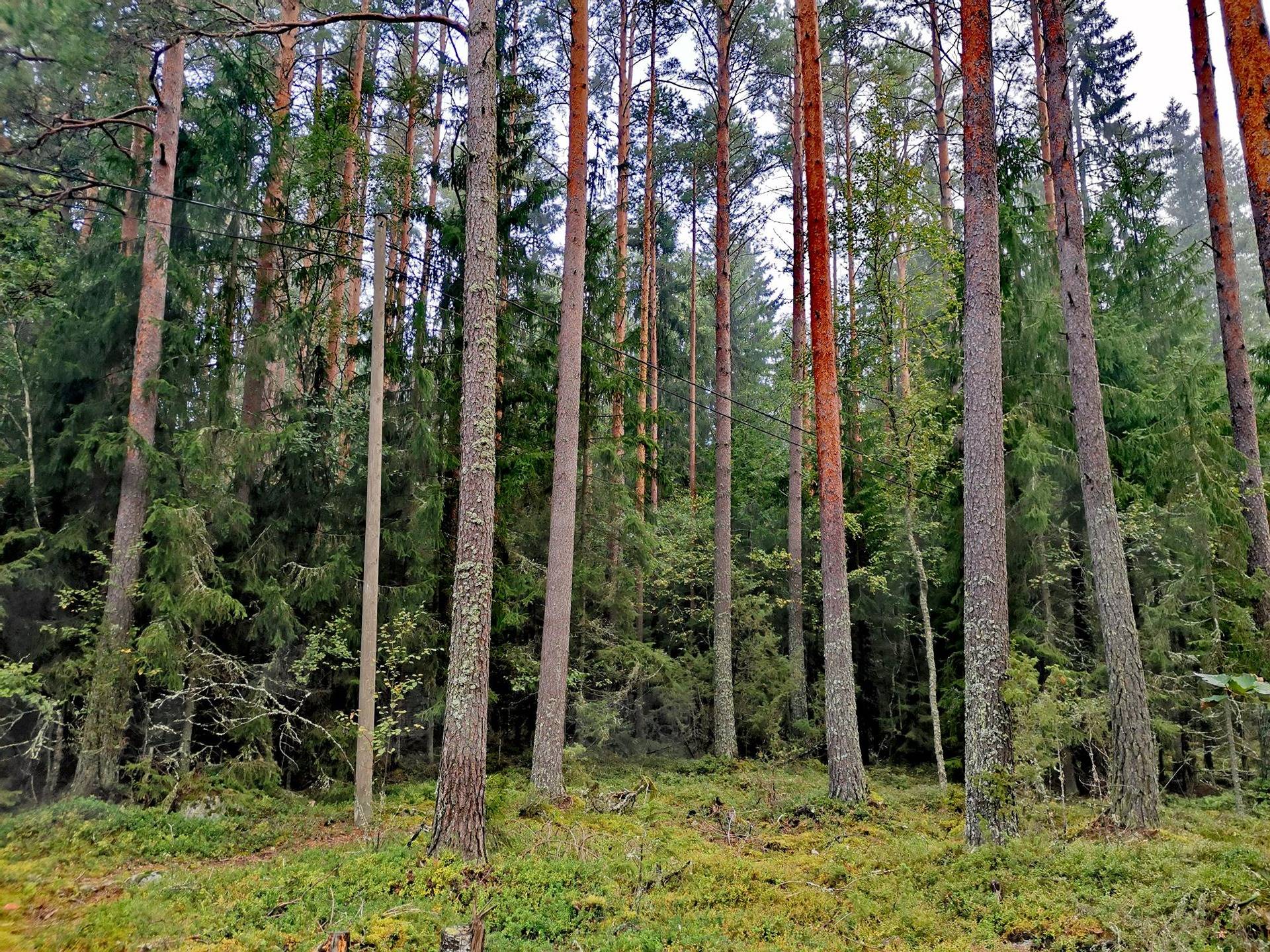 Omslagsbild för objektet Metsätila 4,046 ha, Arola; 684-417-6-26, Rauma, Voiluoto, Hanhistentie.