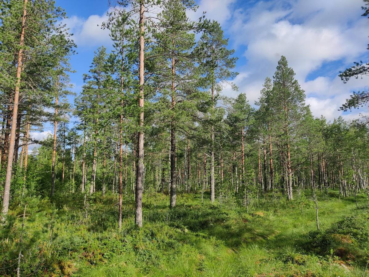 Omslagsbild för objektet Syrjälä 765-403-9-17