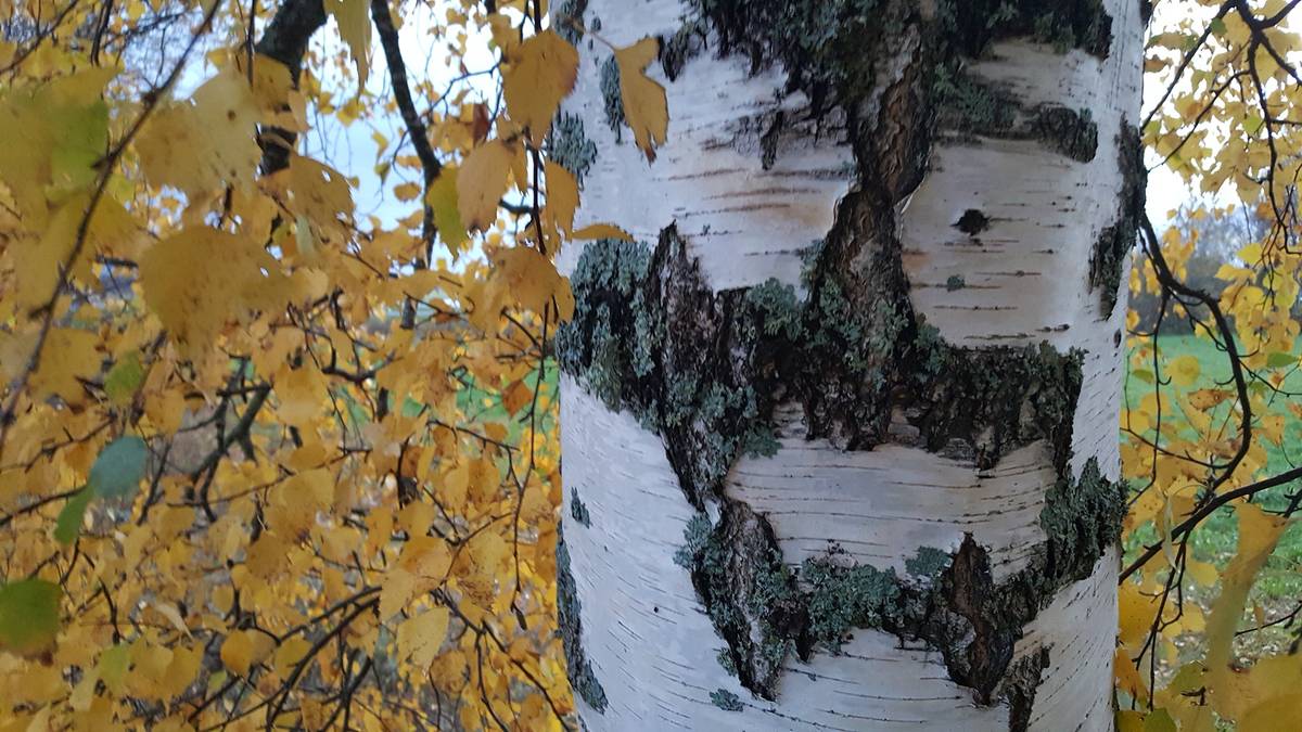 Omslagsbild för objektet Bäckstrand 17:90, Finby