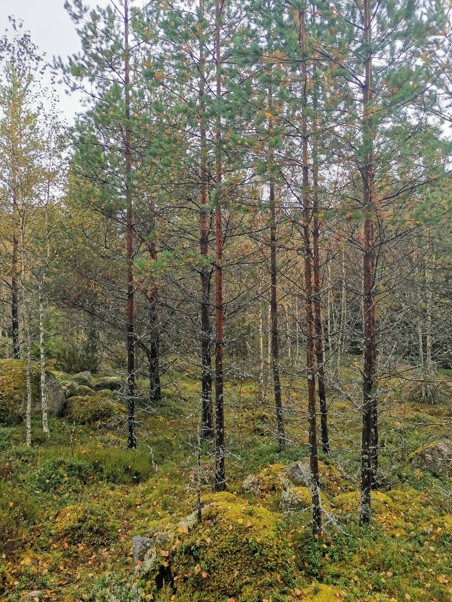 Metsätila 3,738 ha, Kukonharja; 895-461-1-12, Kalanti, Tammisto, Saravistonpolku 2