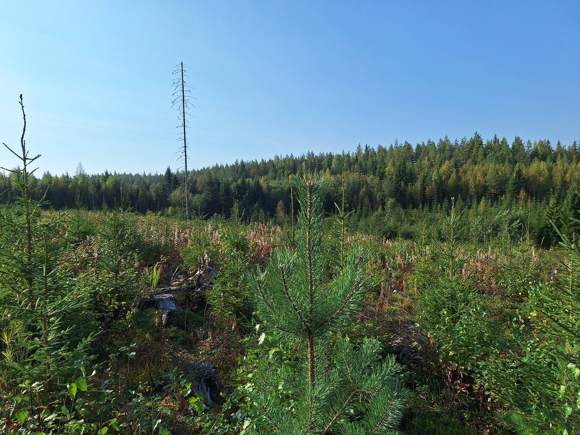 Mäntyharju 12:33 ja Päivänpaiste 12:103 8