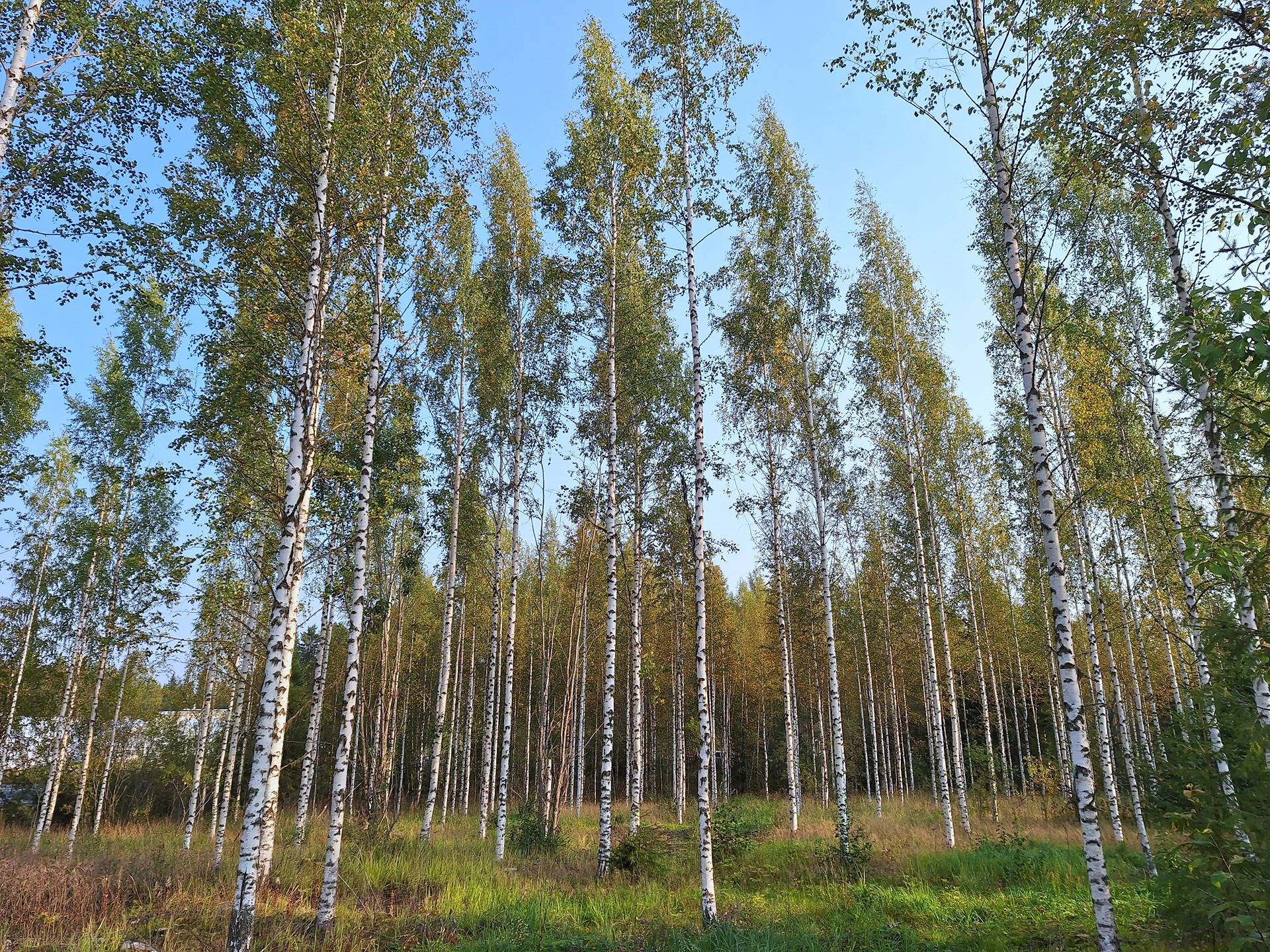 Mäntyharju 12:33 ja Päivänpaiste 12:103 10