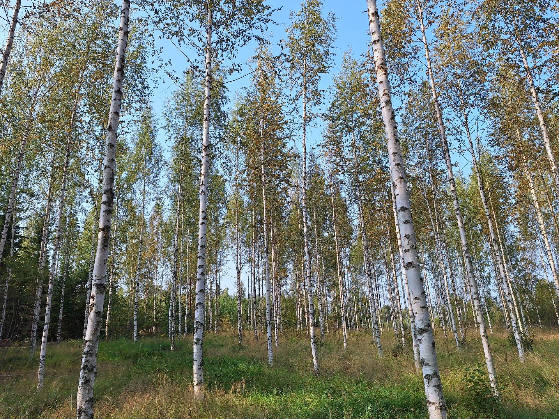 Mäntyharju 12:33 ja Päivänpaiste 12:103 11