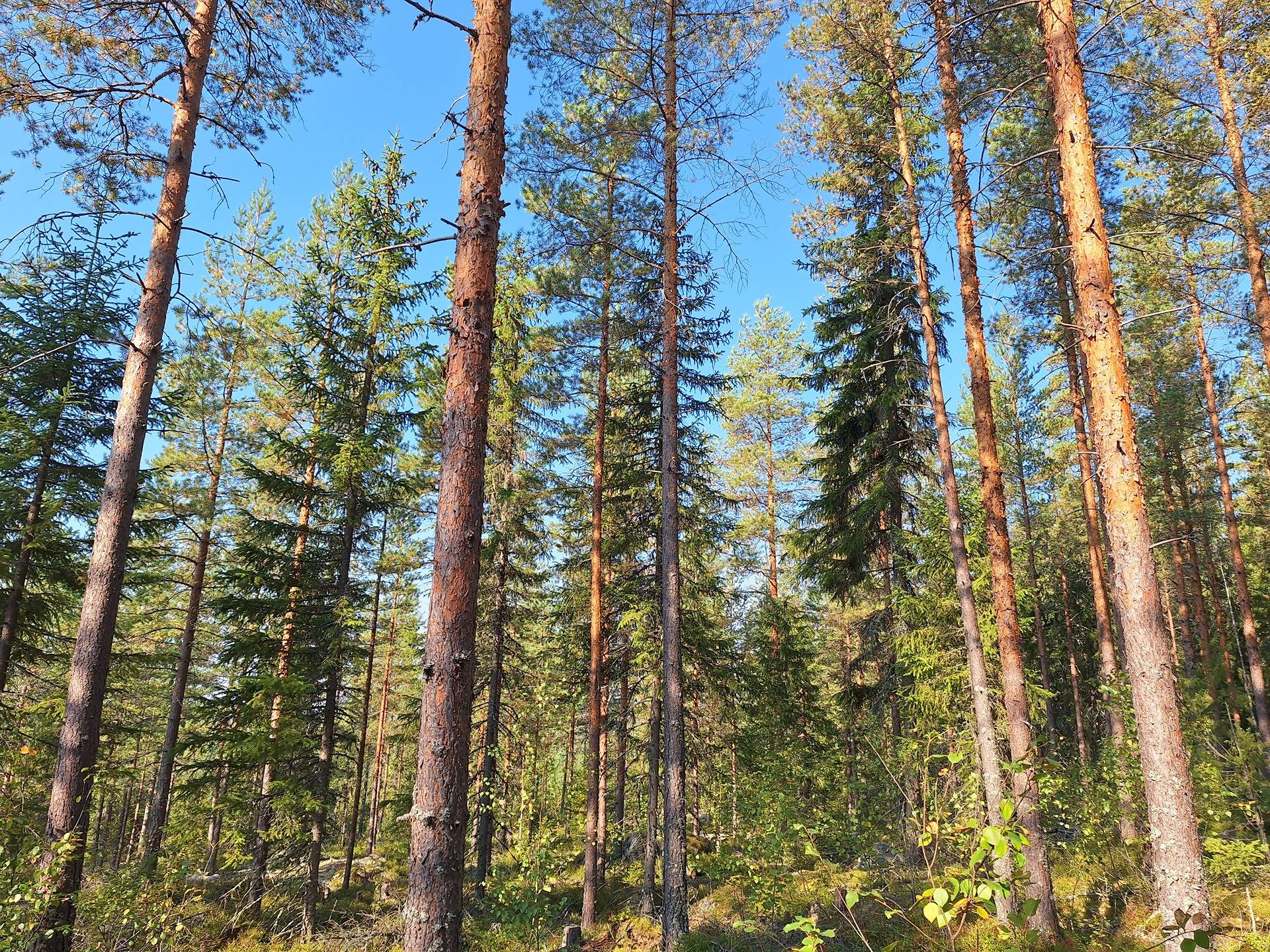 Mäntyharju 12:33 ja Päivänpaiste 12:103 1