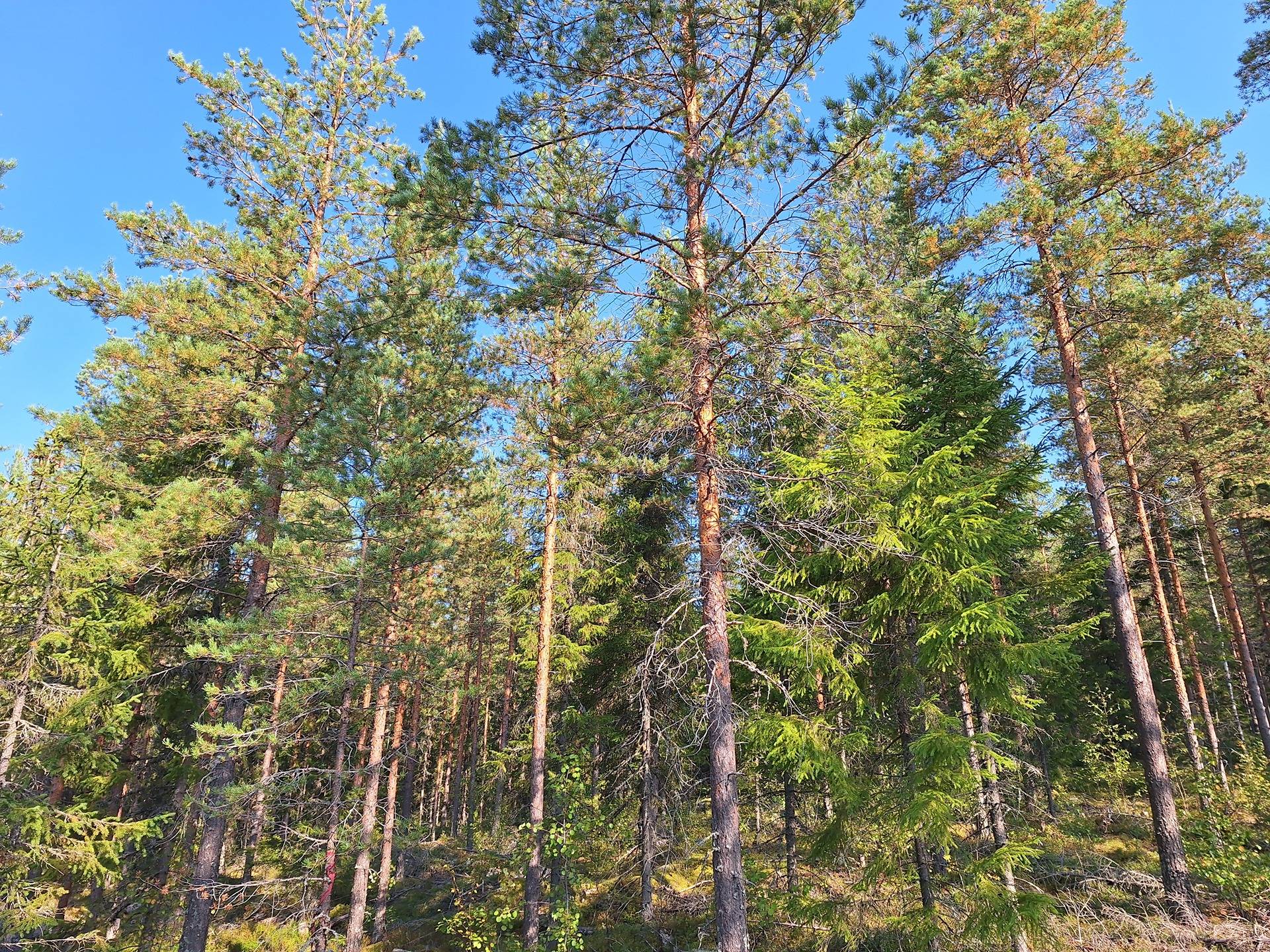 Mäntyharju 12:33 ja Päivänpaiste 12:103 13