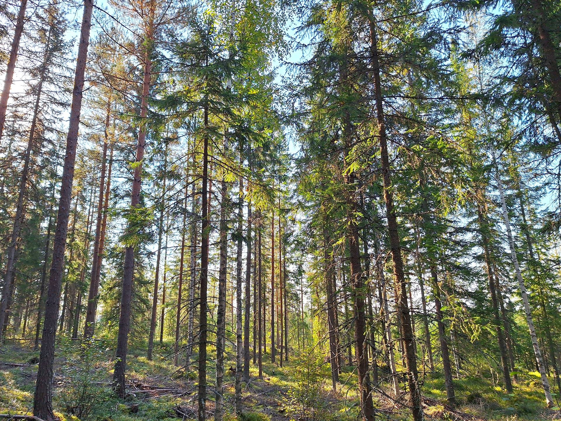 Mäntyharju 12:33 ja Päivänpaiste 12:103 16