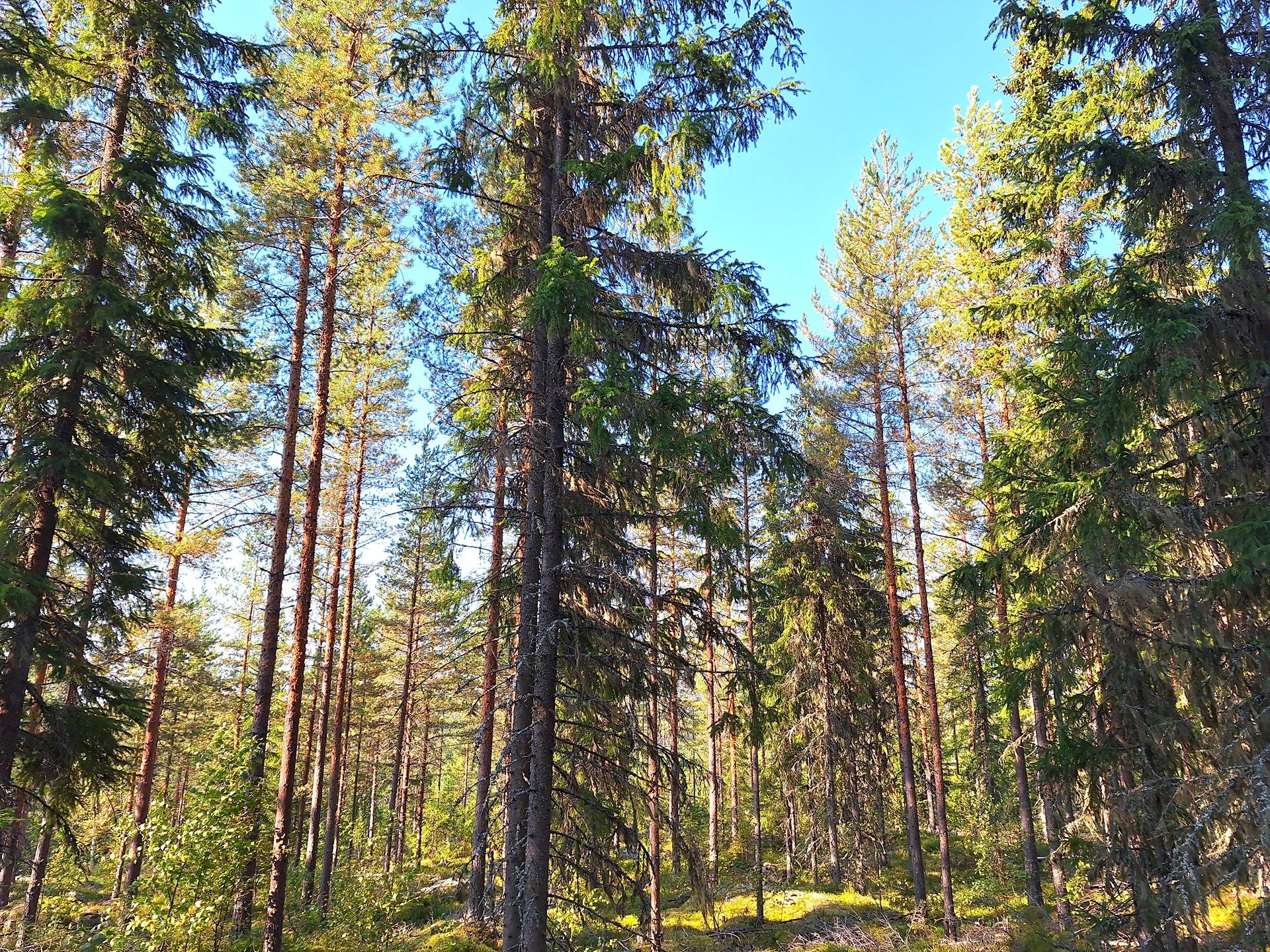 Mäntyharju 12:33 ja Päivänpaiste 12:103 18