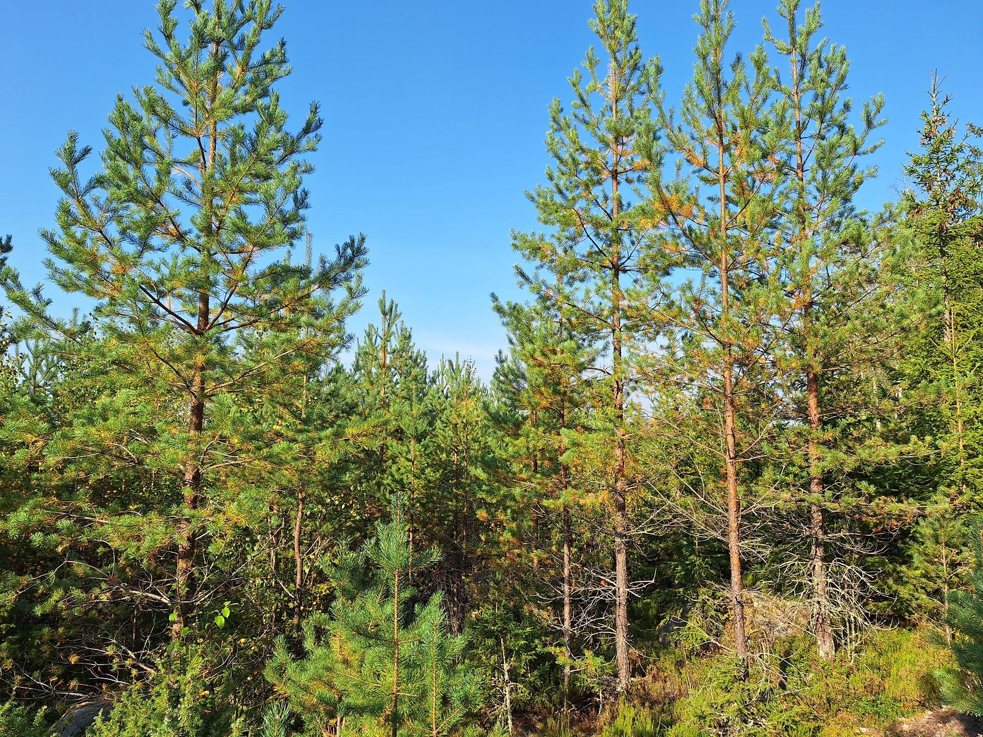 Mäntyharju 12:33 ja Päivänpaiste 12:103 19