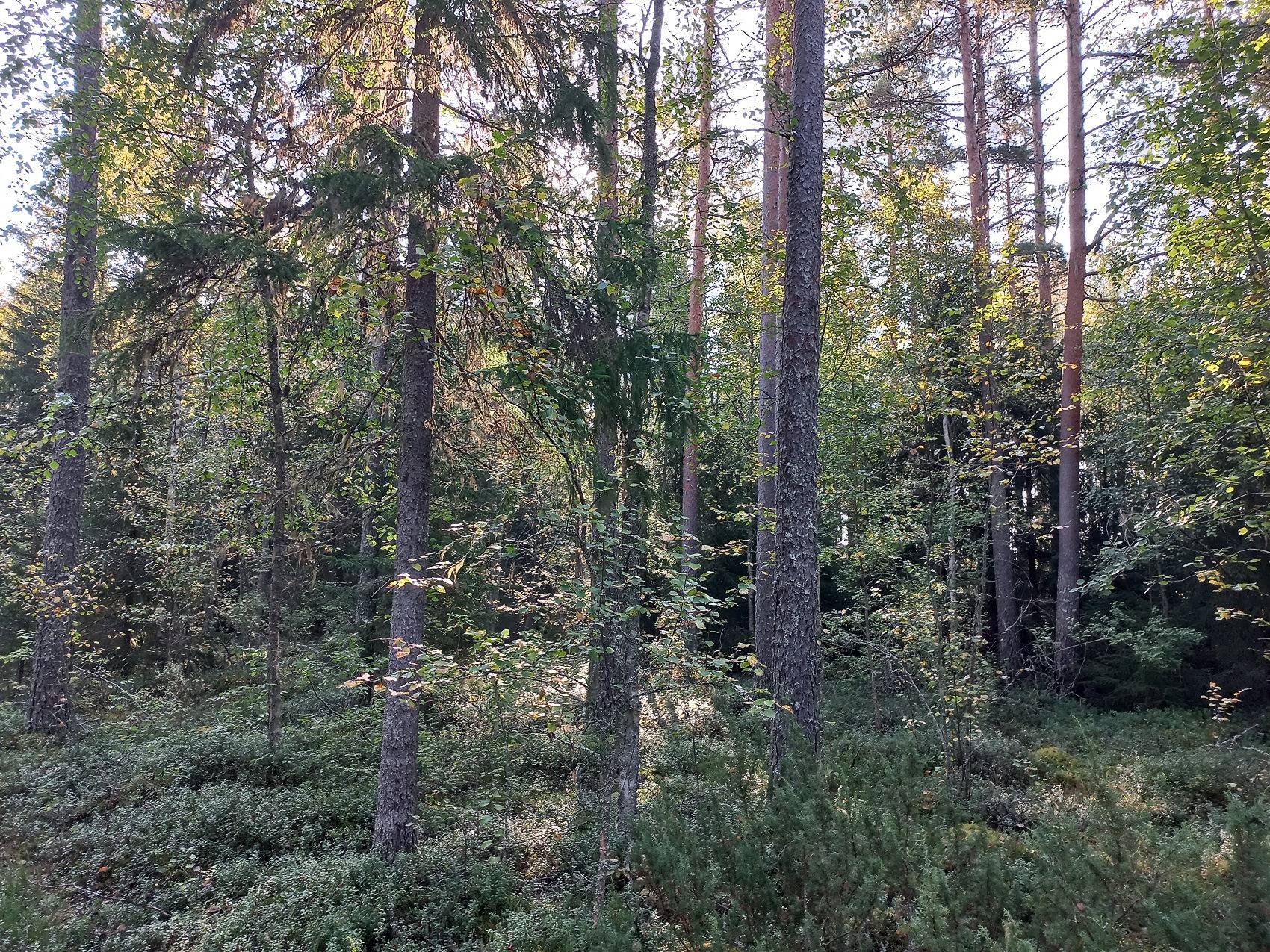 Omslagsbild för objektet Somersalo