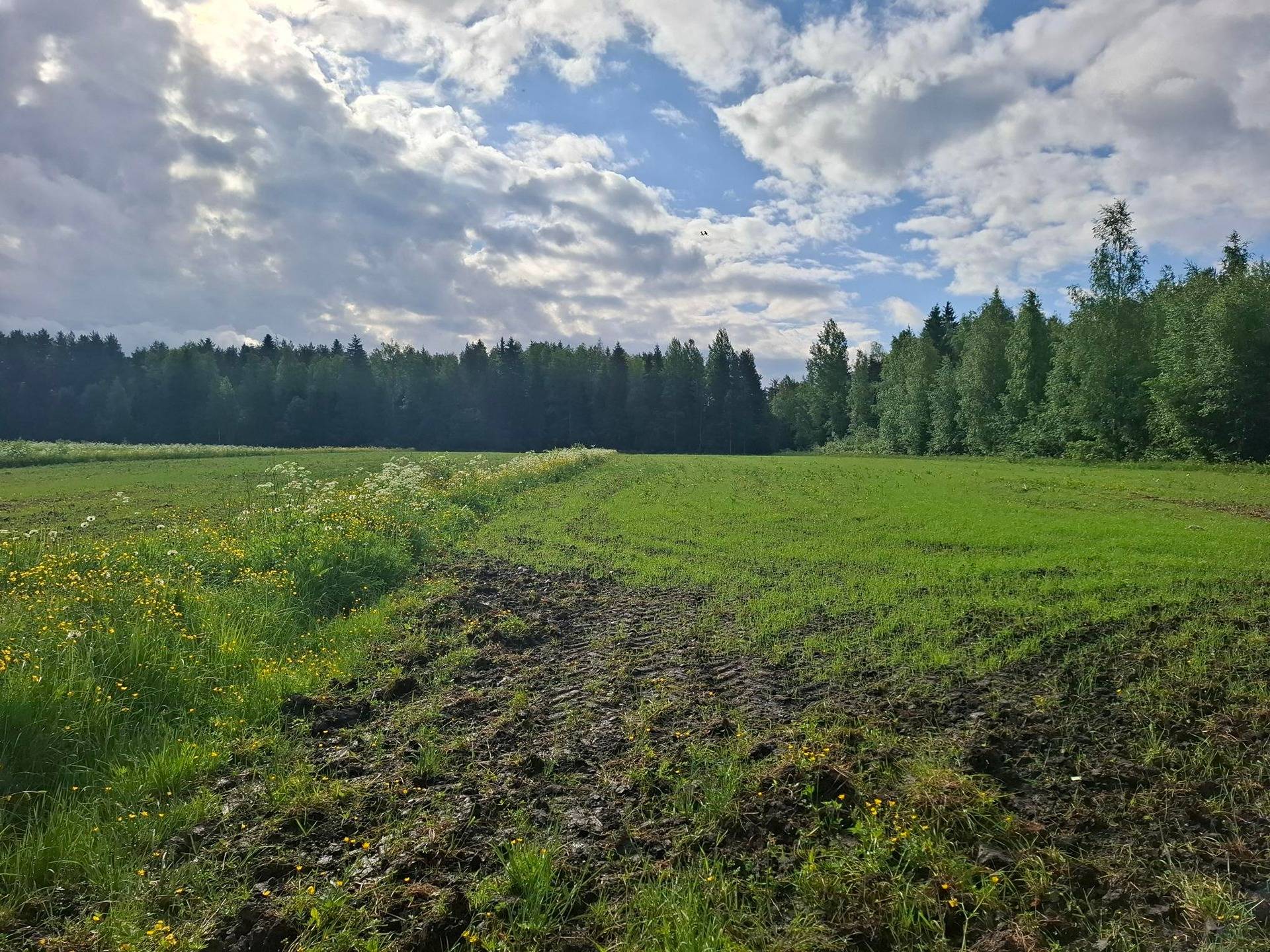 KOIVUSUO 426-410-20-10, Viinijärvi 7