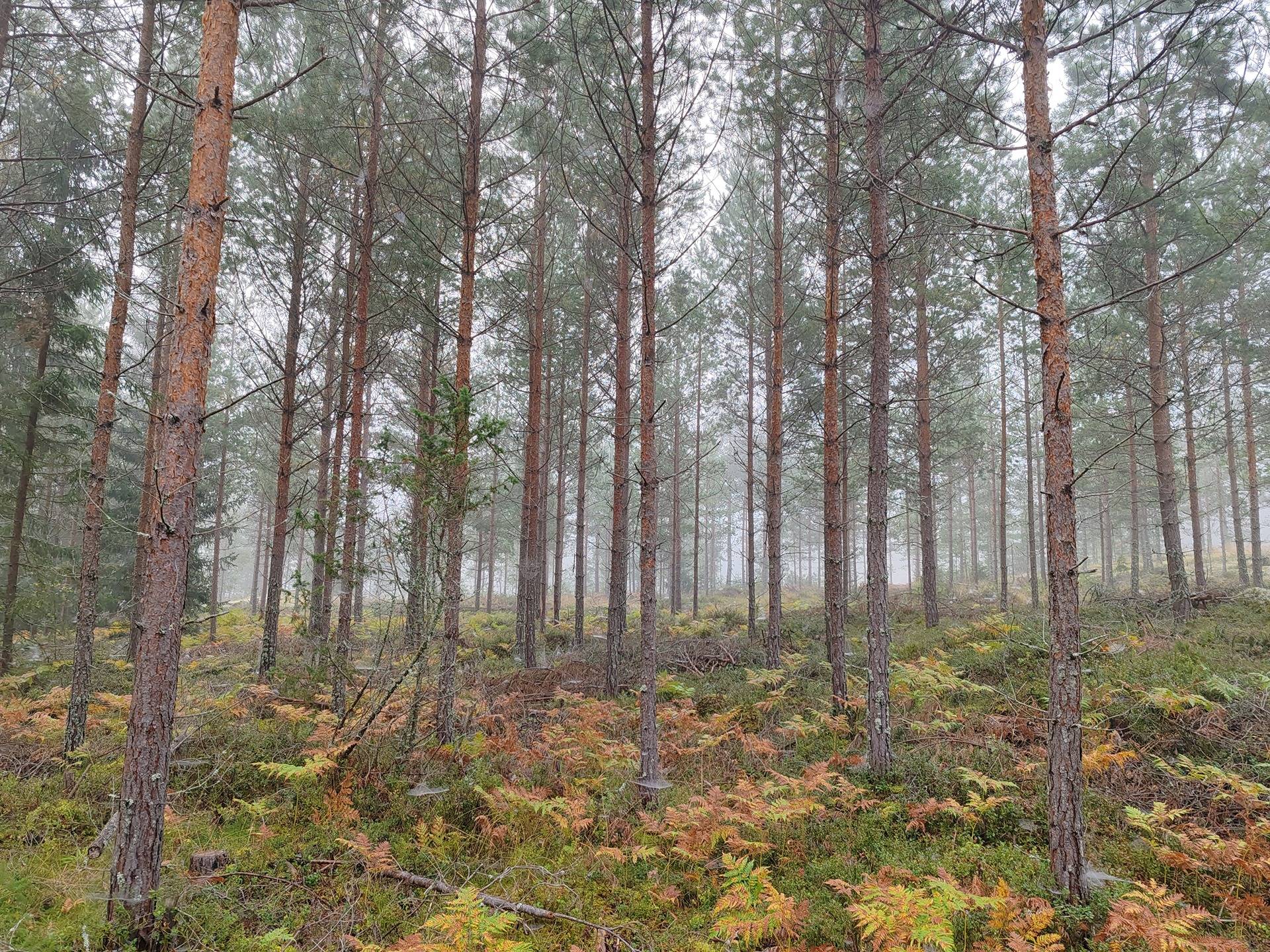 Metsätila Bjökboda Skog 8:3, Salo, Paatelmaa 7