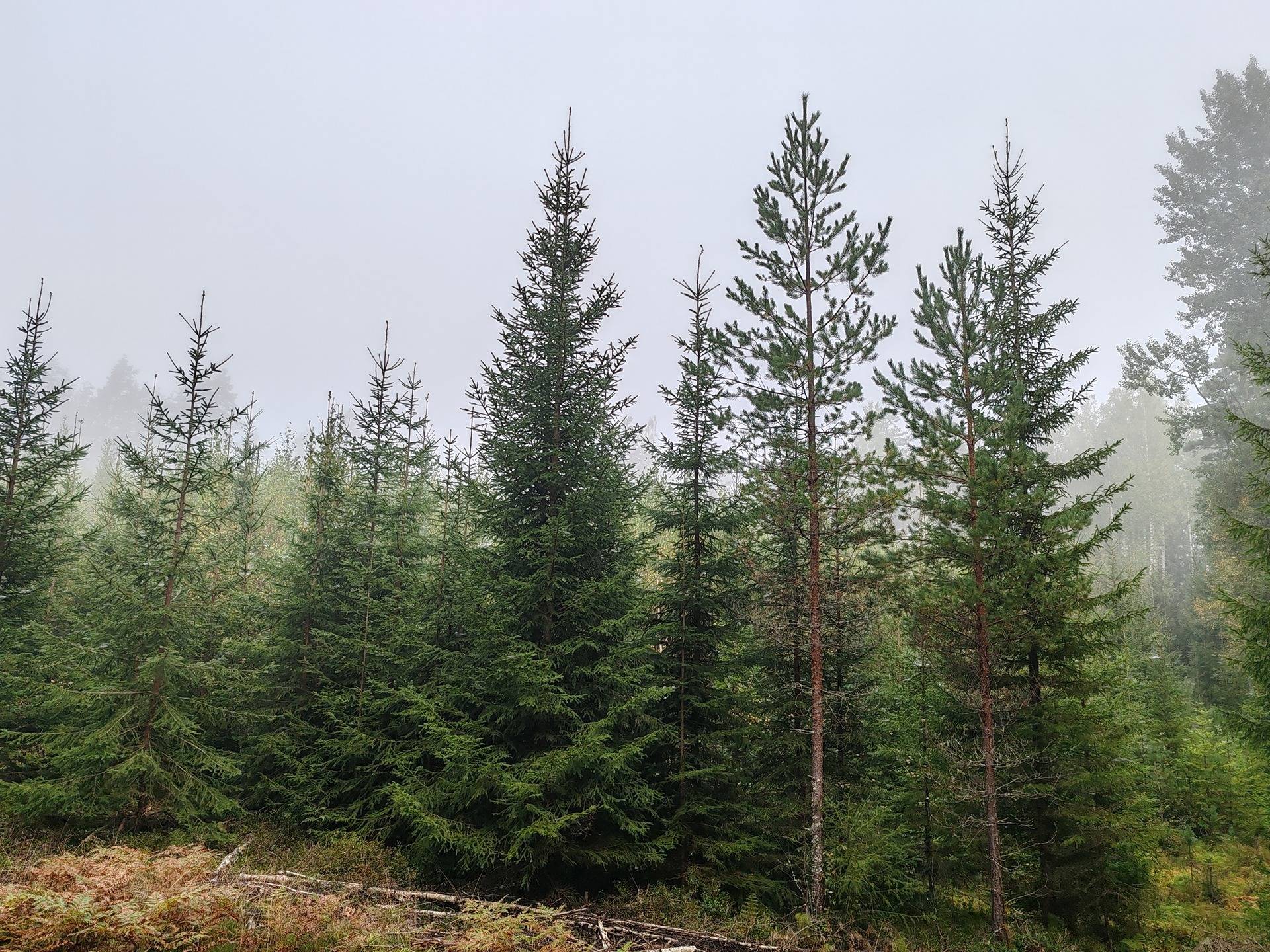 Metsätila Bjökboda Skog 8:3, Salo, Paatelmaa 8