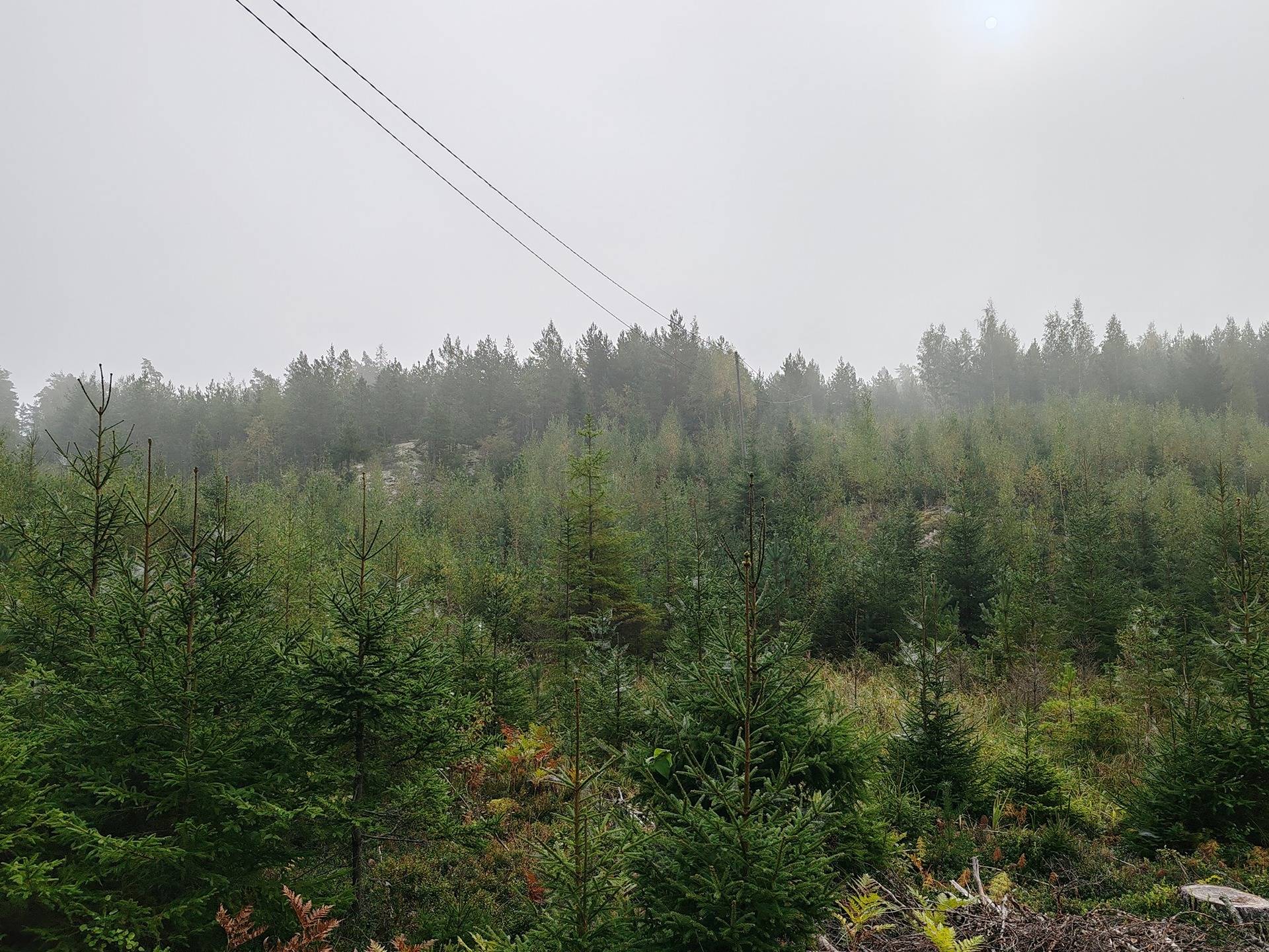 Metsätila Bjökboda Skog 8:3, Salo, Paatelmaa 13