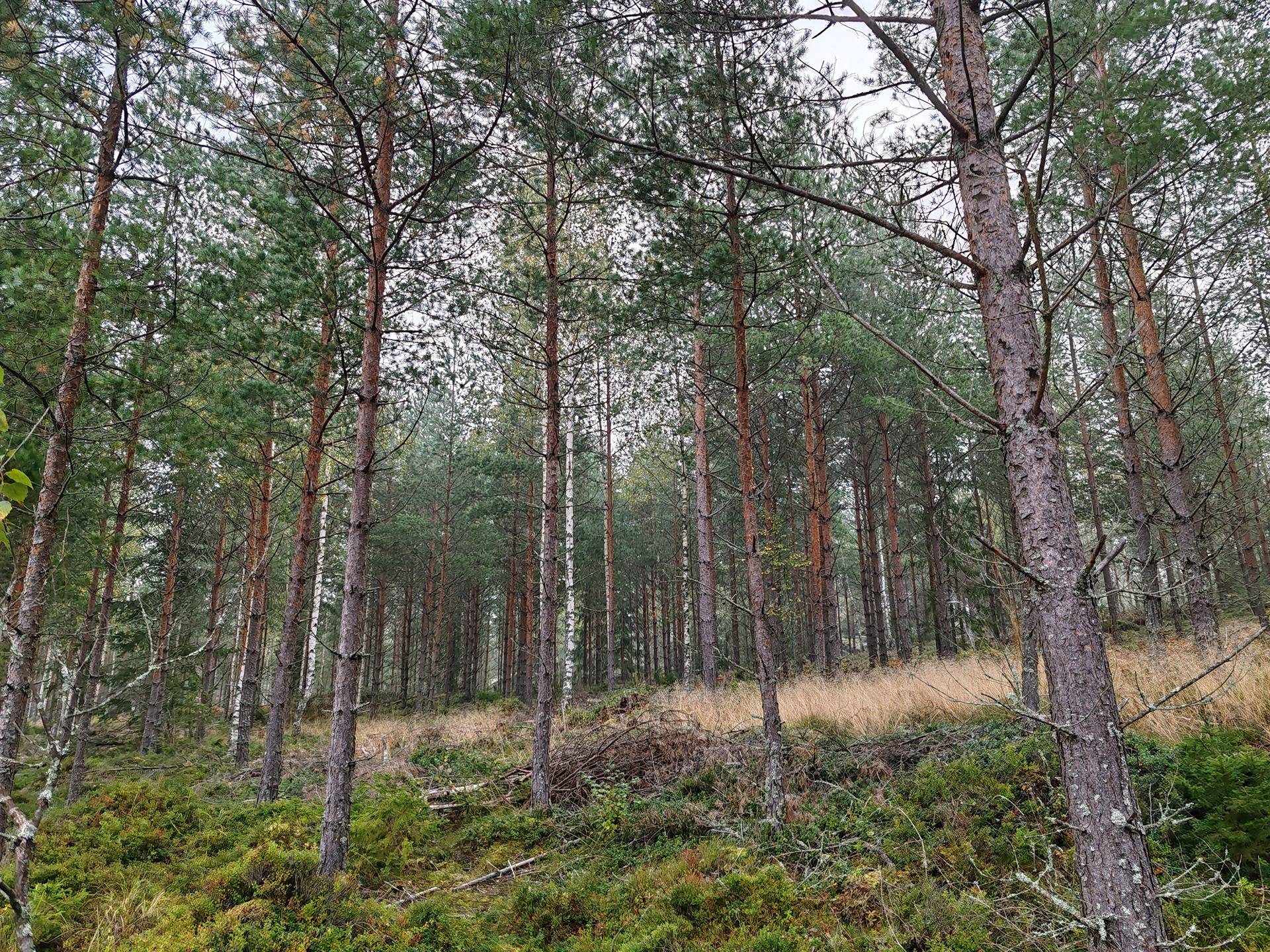 Metsätila Bjökboda Skog 8:3, Salo, Paatelmaa 14