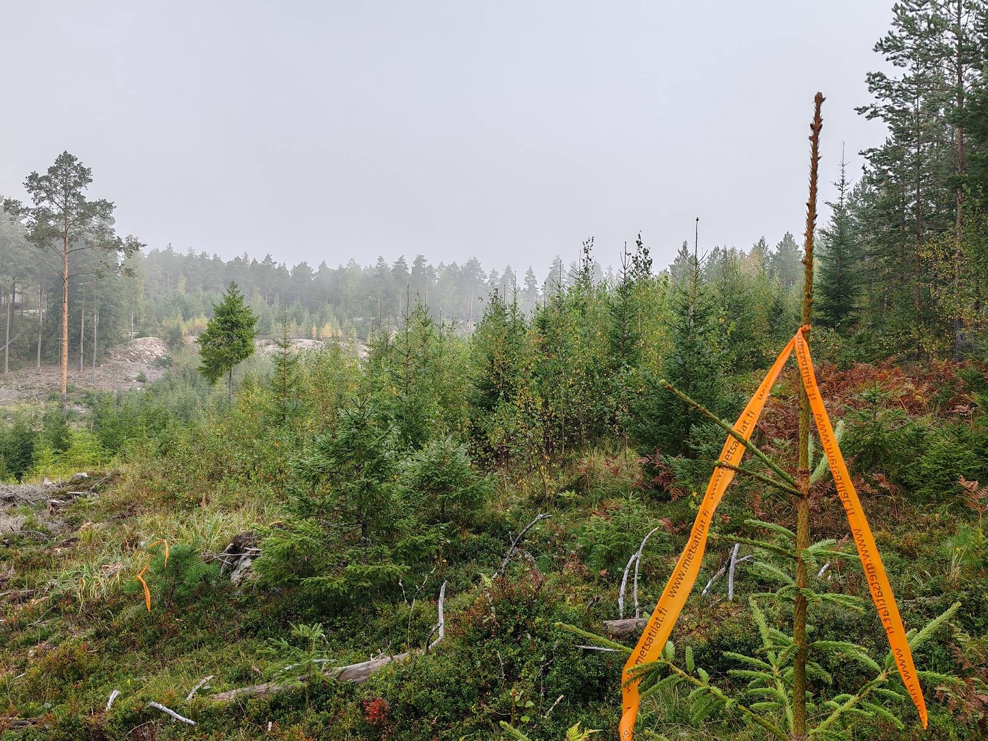 Metsätila Bjökboda Skog 8:3, Salo, Paatelmaa 15