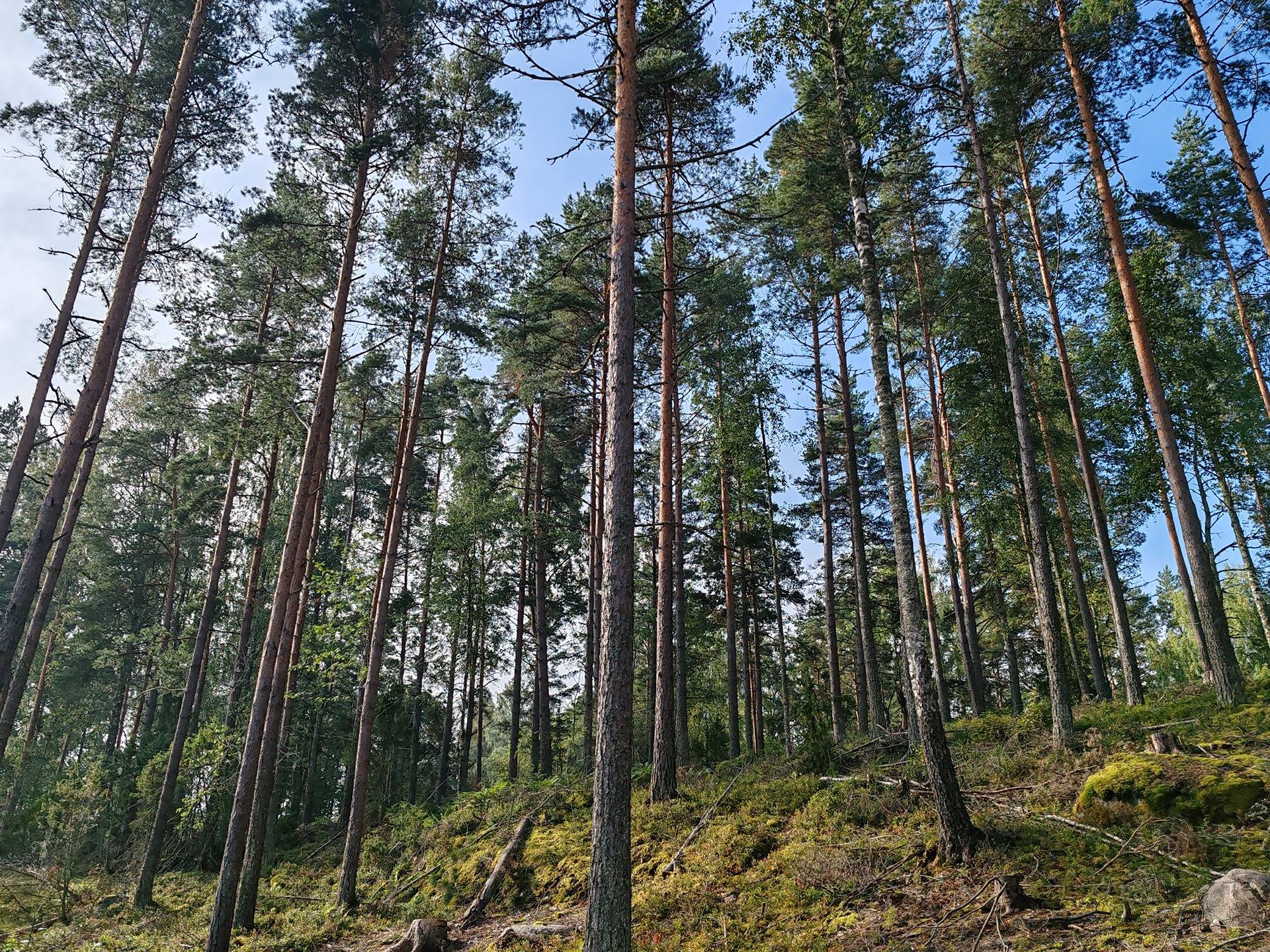 Metsätila Bjökboda Skog 8:3, Salo, Paatelmaa 16