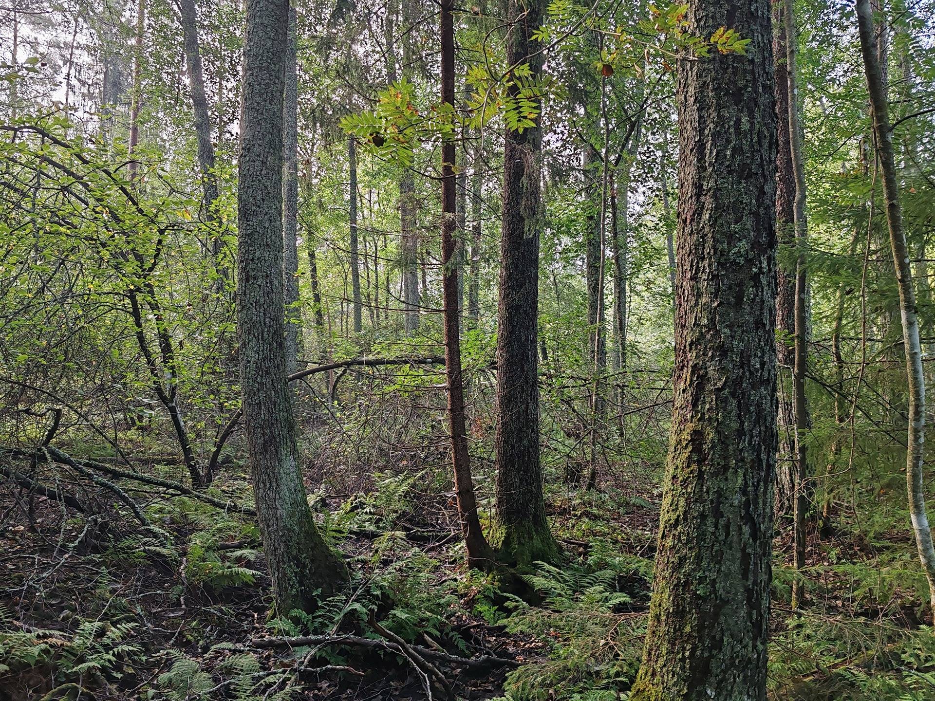 Metsätila Bjökboda Skog 8:3, Salo, Paatelmaa 17