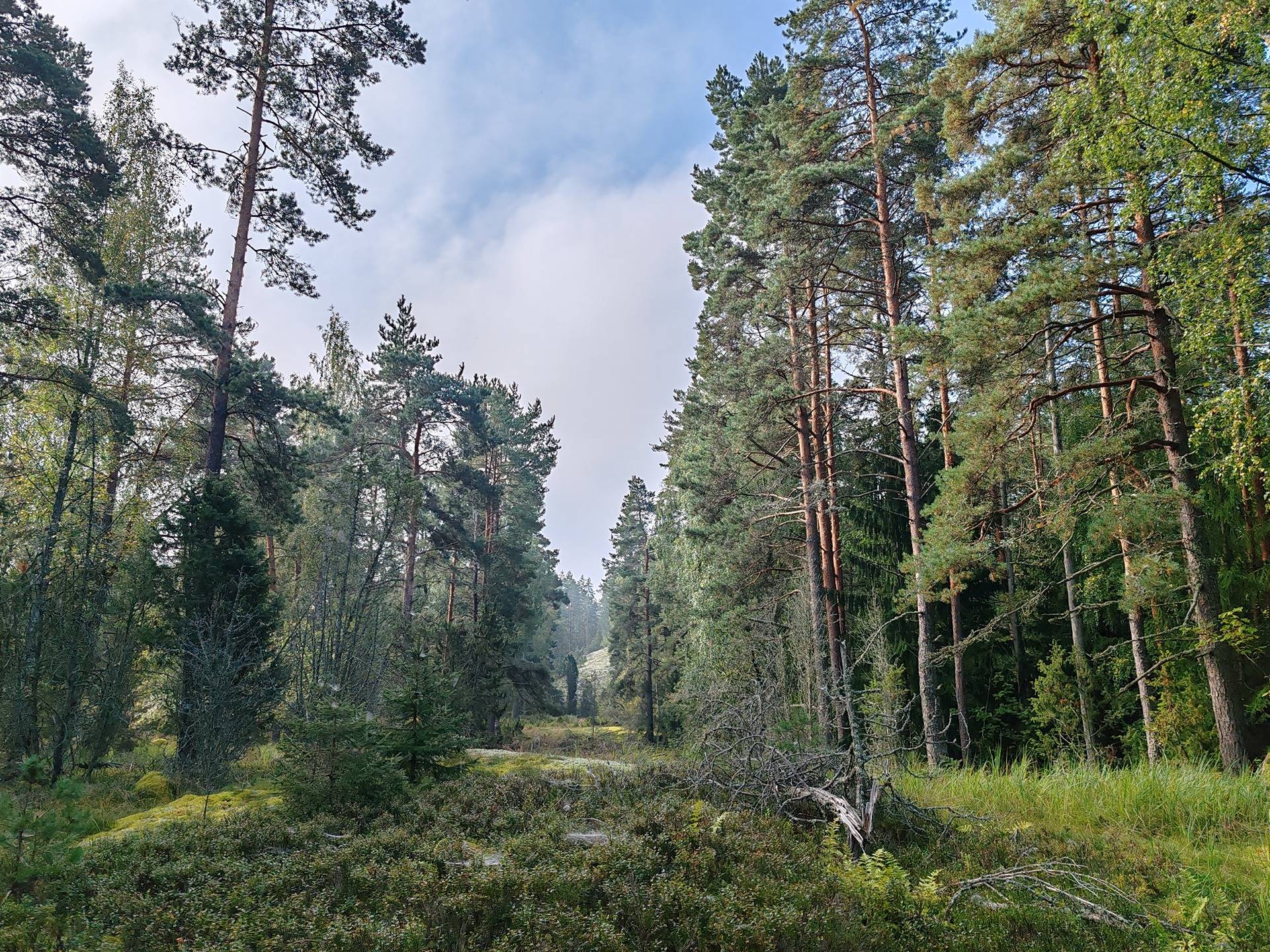 Metsätila Bjökboda Skog 8:3, Salo, Paatelmaa 18