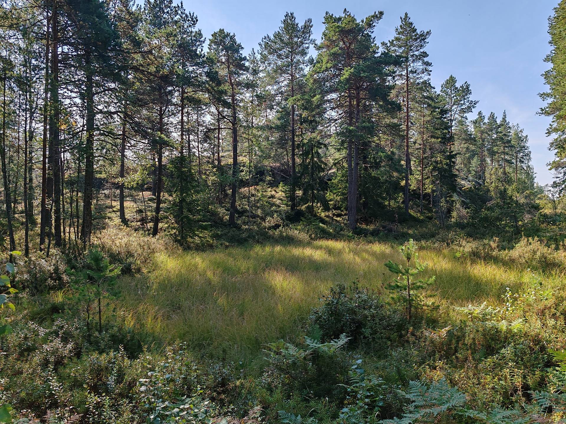 Metsätila Bjökboda Skog 8:3, Salo, Paatelmaa 21