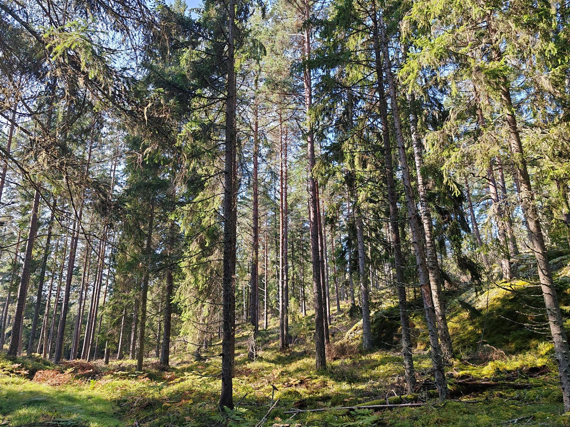 Metsätila Bjökboda Skog 8:3, Salo, Paatelmaa 25