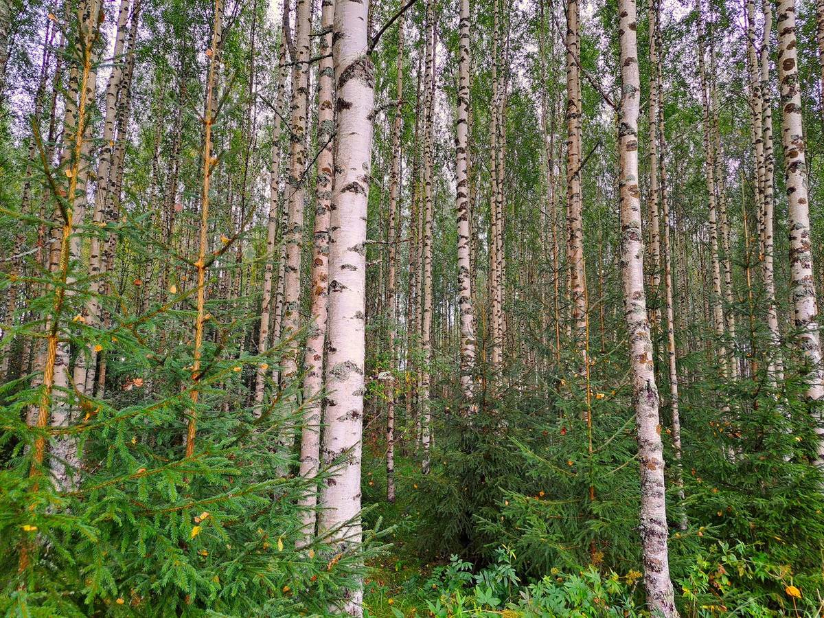 Cover photo for the object Kauhava metsäpalstakohteet 8,05 ha