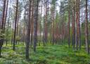 Kauhava metsäpalstakohteet 8,05 ha 8