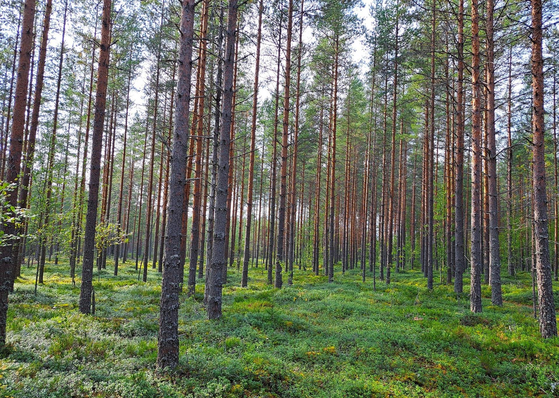 Kauhava metsäpalstakohteet 8,05 ha 8