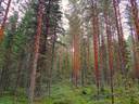 Kauhava metsäpalstakohteet 8,05 ha 7