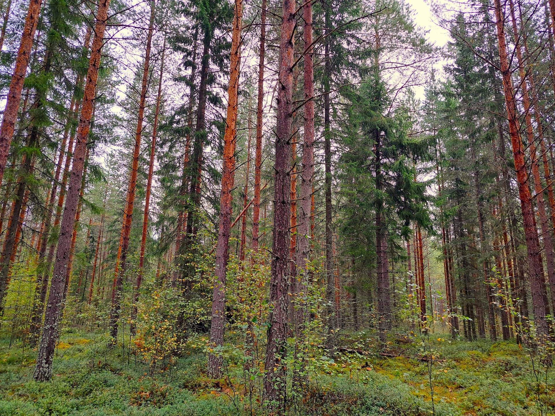 Kauhava metsäpalstakohteet 8,05 ha 10