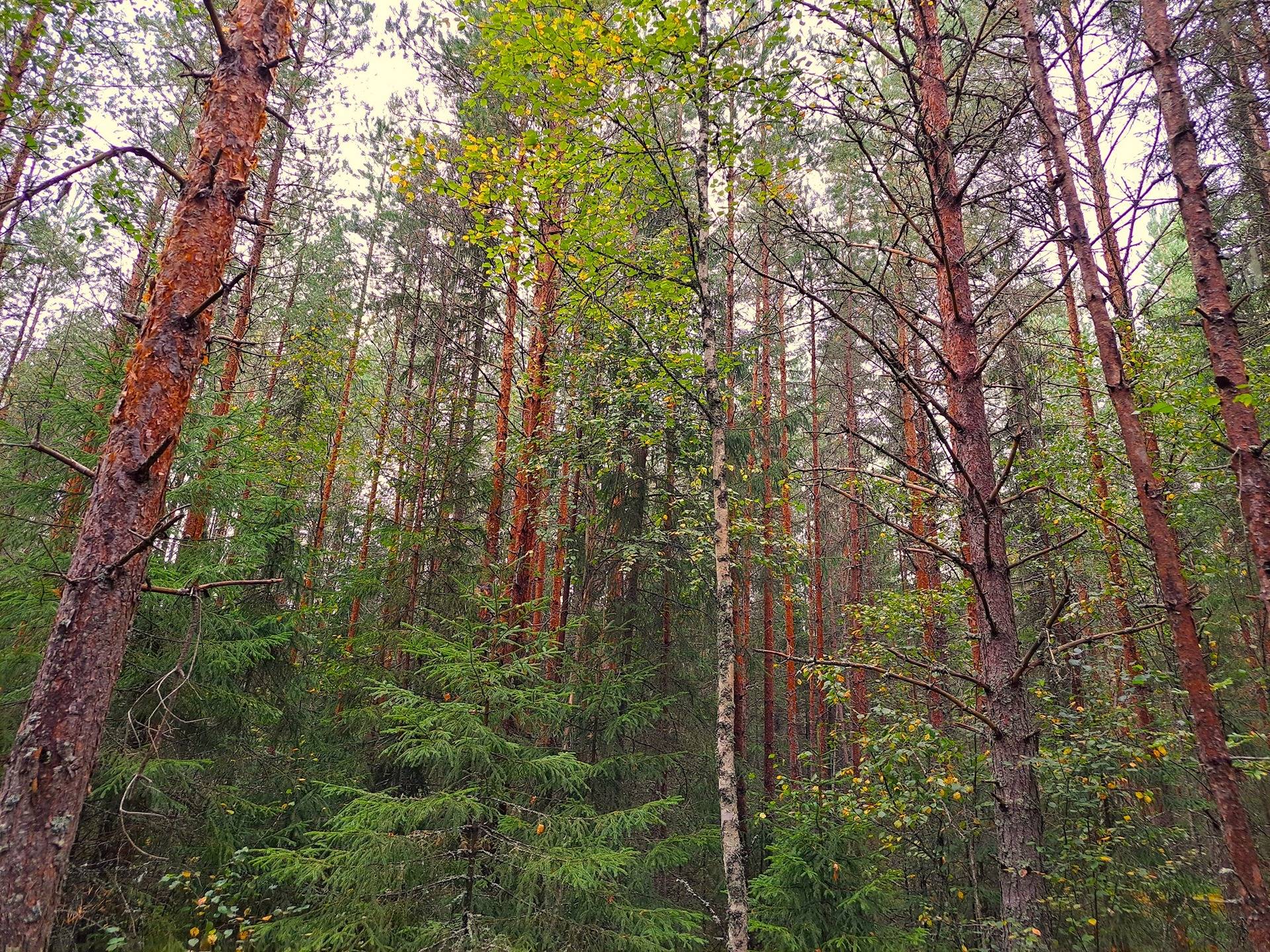 Kauhava metsäpalstakohteet 8,05 ha 11