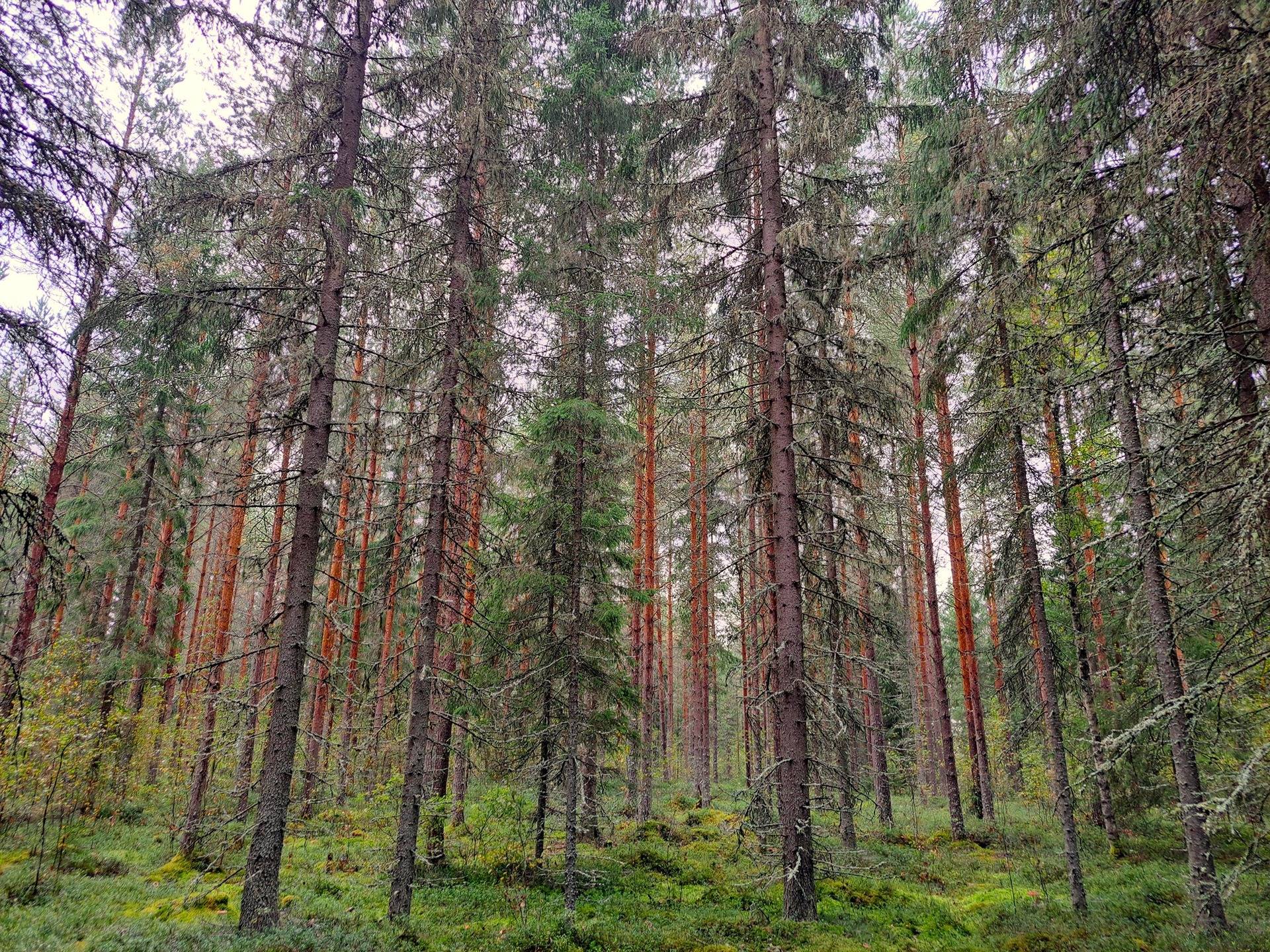 Kauhava metsäpalstakohteet 8,05 ha 12